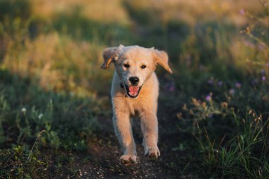 Tatlı Golden Retriever köpeği yeşil çimlerde koşuyor. Mutlu köpek, eğlenceli aktiviteler. Soylu, küçük köpek yavrusu. Otantik yüksek kalite fotoğraf