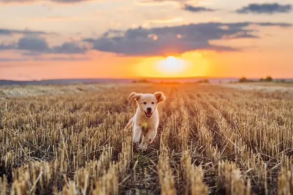 Enerjik Golden Retriever Puppy yazın açık alanda kameraya koşar. Av köpeği, Macera. Yüksek kalite fotoğraf