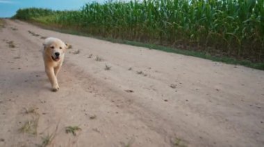 Enerjik Komik Altın Avcı Yavrusu yaz aylarında kumlu yolda ağır çekimde koşuyor. Av köpeği, Macera. 4k Otantik Görüntü. 