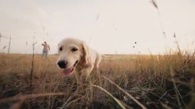 Enerjik Golden Retriever Puppy yazın açık alanda yavaş çekimde kameraya koşuyor. Av köpeği, Macera. Yüksek kalite 4k görüntü