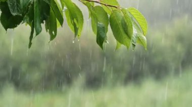 Ormanda yaz yağmuru. Kiraz ağacının yeşil yapraklarından damlayan su damlaları. Güzel, rahatlatıcı bir arka plan. Hava, çevre, doğa konsepti. Yüksek kalite 4k görüntü 