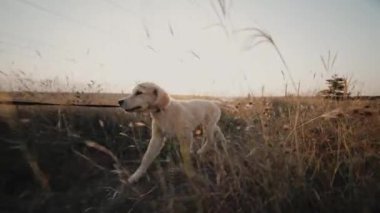 Enerjik Golden Retriever Puppy yazın açık alanda yavaş çekimde kameraya kayışla koşuyor. Av köpeği, Macera. Tasma Eğitimi. Yüksek kalite 4k görüntü