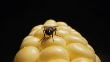 Yaygın bir sinek, musca domestica macro slider. Kelebek sarı mısır koçanı yiyor. Yüksek kalite 4k görüntü
