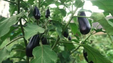 Seranın iç kısımlarında patlıcan yetişiyor. Çiğ organik sebzeler, taze yiyecekler, bahçede hasat, tarım, tarım konsepti. Olgunlaşma süreci. Çevre koruma.