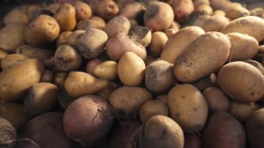 Bozuk patatesler, yenmiş kurt, sağlıksız sebzeler. Hastalık, hastalık, geç teşhis. İçinde kurtçuklar olan Solanum tüberozum. Çürük hasat. Hasat hatası. Bakteriyel çürümeden etkilenen tüp. 