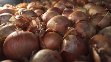 Yenilebilir beyaz soğanlar, zengin ampuller hasat geçmişi. Sebze bahçesinde organik ürün topluyorum. Tarım, tarım, tarım, tarım, gıda endüstrisi kavramı. Yüksek kalite 4k görüntü