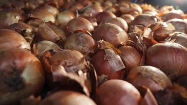 Yenilebilir beyaz soğanlar, zengin ampuller hasat geçmişi. Sebze bahçesinde organik ürün topluyorum. Tarım, tarım, tarım, tarım, gıda endüstrisi kavramı. Yüksek kalite 