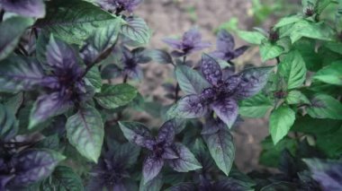 Ev bahçesinde yetişen mor fesleğen bitkisi. Genovese bitkisinden taze yapraklar. Kaliteli ilaçlarda, baharatlarda kullanılabilir. Kutsal Tulsi olarak da bilinir. Yüksek kalite 4k görüntü