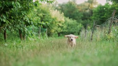 Tatlı Golden Retriever köpeği yeşil çimlerde koşuyor. Mutlu köpekçik, neşeli aktivite. Soylu, küçük köpek yavrusu. Otantik köpek. yüksek kalite 4k görüntü