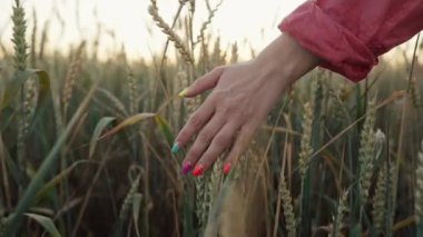 Kadınlar gün batımında olgunlaşmış arpa ya da buğday kulaklarına dokunur. Zengin hasat, tarım, çernozem konsepti. Tatillerde ya da hafta sonu maceralarında doğanın tadını çıkarmak
