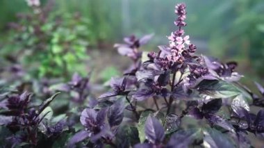 Ev bahçesinde yetişen mor fesleğen bitkisi. Genovese bitkisinden taze yapraklar. Kaliteli ilaçlarda, baharatlarda kullanılabilir. Kutsal Tulsi olarak da bilinir. Yüksek kalite 4k görüntü