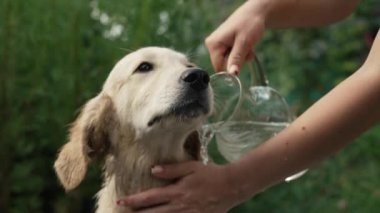 Kadın sahibi Golden Retriever köpeğini banyoda, yaz bahçesinde yıkıyor. Profesyonel salonda banyo yapan köpek, masaj yapan ağızlık, sevgili evcil hayvanla ilgilenen..