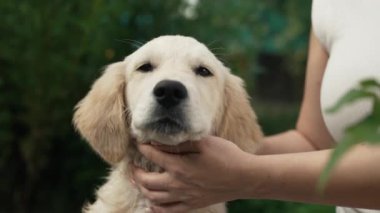 Tüylü, tatlı Golden Retriever yavrusu harika bir yaz doğası geçmişi var. Kadınlar köpekleri okşar, eğlenir. Soylu minik köpek yavrusu. Otantik yüksek kalite 4k