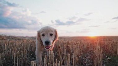 Enerjik Golden Retriever Puppy yazın açık alanda yavaş çekimde kameraya koşuyor. Av köpeği, Macera. Yüksek kalite 4k görüntü