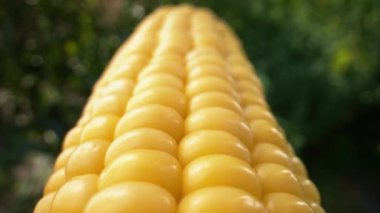 Taze kaynatılmış tatlı altın mısır koçanı. İştah açıcı sağlıklı doğal beslenme. Vejetaryen ya da vejetaryen yemekleri. Yüksek kalite 4k görüntü