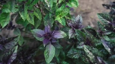 Ev bahçesinde yetişen mor fesleğen bitkisi. Genovese bitkisinden taze yapraklar. Kaliteli ilaçlarda, baharatlarda kullanılabilir. Kutsal Tulsi olarak da bilinir. Yüksek kalite 4k görüntü