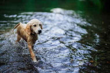 Güzel Golden Retriever köpeği sığ bir nehirde yürüyor, ormanda. Küçük köpek şehir dışında doğa arka planında yürürken iyi vakit geçiriyor. Şirin köpek. Yüksek kalite