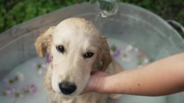 Kadın sahibi Golden Retriever köpeğini, yaz bahçesinde, küvette çiçekler ve sütle yıkıyor. Profesyonel salonda banyo yapan köpek, masaj yapan ağızlık, sevgili evcil hayvanla ilgilenen..