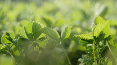 Ev Bahçesinde Çilek Bitkilerini Sulamak. Taze Yapraklar. Otomatik çim sulama fıskiye sulama tesisleri. Su püskürtüyorum. Akıllı bahçe bakımı ve bahçıvanlık kavramı.