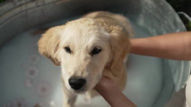 Kadın sahibi Golden Retriever köpeğini, yaz bahçesinde, küvette çiçekler ve sütle yıkıyor. Profesyonel salonda banyo yapan köpek, masaj yapan ağızlık, sevgili evcil hayvanla ilgilenen..