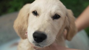Kadın sahibi Golden Retriever köpeğini, yaz bahçesinde, küvette çiçekler ve sütle yıkıyor. Profesyonel salonda banyo yapan köpek, masaj yapan ağızlık, sevgili evcil hayvanla ilgilenen. Yüksek kalite 4k görüntü