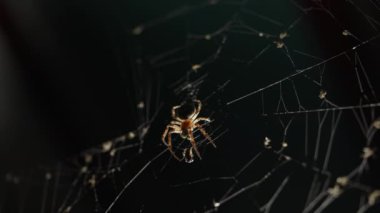 Örümcek ağında geceleri oturan korkunç, büyük bahçe örümceği, tuzağa düşmüş kurbanı bekliyor. Cadılar Bayramı arka planı. Yüksek kalite 4k görüntü