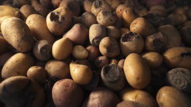 Bozuk patatesler, yenmiş kurt, sağlıksız sebzeler. Hastalık, hastalık, gecikme. İçinde kurtçuklar olan tüberozum. Çürük hasat. Hasat hatası. Bakteriyel çürüme görüntülerinden etkilenen boru.