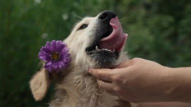 Yeşil arka planda Golden Retriever köpeği. Kadınlar köpekleri okşarlar. Çiçekli bir yavru köpek. Otantik. Yüksek kalite 4k görüntü