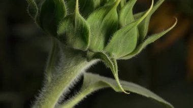 Patlamamış genç şişkinliğin makro görüntüsü - Ayçiçeği tomurcuğu. Tarım alanı. Büyüyen Helianthus Annuus. Erken gelişen ekinler. Organik tarım, petrol ve tohum üretimi. Yeşil yapraklar.