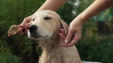 Kadın sahibi Golden Retriever köpeğini, yaz bahçesinde, küvette çiçekler ve sütle yıkıyor. Profesyonel salonda banyo yapan köpek, masaj yapan ağızlık, sevgili evcil hayvanla ilgilenen. Yüksek kalite 4k görüntü
