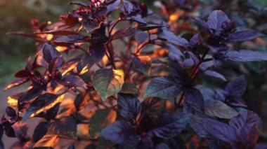 Ev bahçesinde yetişen mor fesleğen bitkisi. Genovese bitkisinden taze yapraklar. Kaliteli ilaçlarda, baharatlarda kullanılabilir. Kutsal Tulsi olarak da bilinir. Yüksek kalite 4k görüntü