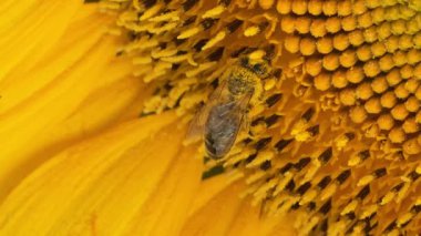 Çiçek tarlasında bal arısının nektar topladığı ayçiçeği manzarası. Polen toplayan böcekler. Tozlaşma, doğa, çiçekli arka plan, manzara tarlası. Tarım, hasat kavramı.