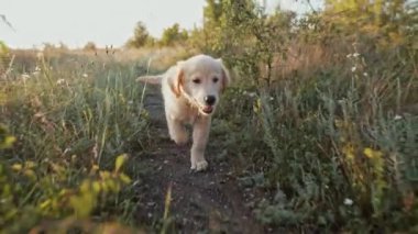 Tatlı Golden Retriever köpeği yeşil çimlerde koşuyor. Mutlu köpek, eğlenceli aktiviteler. Soylu, küçük köpek yavrusu. Otantik yüksek kalite 4K görüntü 