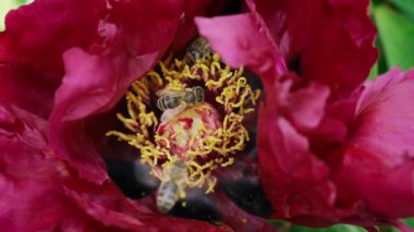 Pembe şakayık üzerindeki arıların nektar topladığı makro görüntü. Böceklerin polen topladığı inanılmaz görüntüler. Tozlaşma, doğa, bahar konsepti. Tozlaşma sırasında çiçek. Yüksek kalite 4k görüntü