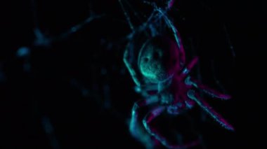 Tehditkar, dev örümcek ay ışığı altında hareketsiz durur, ürkütücü gölgeler bırakır, ürpertici ve şüpheli bir atmosfer yaratır. Yüksek kalite 4k görüntü