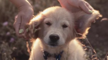 Kadın nazikçe Golden Retriever Puppy ile oynuyor. Köpek kulakları, köpek yavrusu ilginin tadını çıkarıyor. Otantik an, aralarındaki sıcaklığı, sevgiyi ve bağı yakalar. Yüksek kalite 4k görüntü