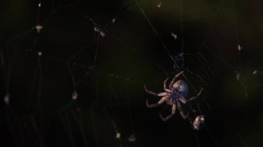Tehditkar, dev örümcek ay ışığı altında hareketsiz durur, ürkütücü gölgeler bırakır, ürpertici ve şüpheli bir atmosfer yaratır. Yüksek kalite 4k görüntü