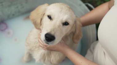Kadın sahibi Golden Retriever köpeğini, yaz bahçesinde, küvette çiçekler ve sütle yıkıyor. Profesyonel salonda banyo yapan köpek, masaj yapan ağızlık, sevgili evcil hayvanla ilgilenen. Yüksek kalite 4k görüntü