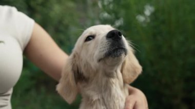 Tüylü, tatlı Golden Retriever yavrusu harika bir yaz doğası geçmişi var. Kadınlar köpekleri okşar, eğlenir. Soylu minik köpek yavrusu. Otantik yüksek kalite 4K görüntü