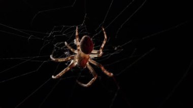 Örümcek ağında geceleri oturan korkunç, büyük bahçe örümceği, tuzağa düşmüş kurbanı bekliyor. Cadılar Bayramı arka planı. Yüksek kalite 4k görüntü