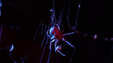 Tehditkar, dev örümcek ay ışığı altında hareketsiz durur, ürkütücü gölgeler bırakır, ürpertici ve şüpheli bir atmosfer yaratır. Yüksek kalite 4k görüntü