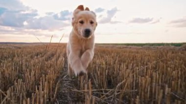 Oyuncu av köpeği gün batımında sevinçle tarlada koşar kürkü sıcak, altın bir ışıkta parıldar ve saf mutluluk ve özgürlük anını yakalar. Yüksek kalite 4k görüntü