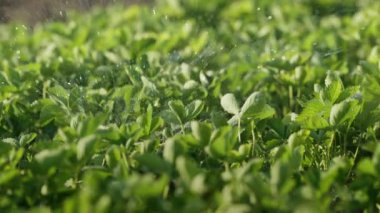 Ev Bahçesinde Çilek Bitkilerini Sulamak. Taze Yapraklar. Otomatik çim sulama fıskiye sulama tesisleri. Su püskürtüyorum. Akıllı bahçe bakımı ve bahçe işleri konsepti. Çak bakalım.