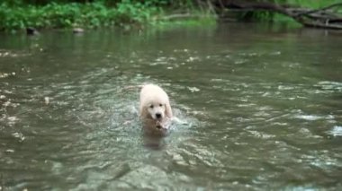 Güzel Golden Retriever köpeği sığ bir nehirde yürüyor, ormanda. Küçük köpek şehir dışında doğa arka planında yürürken iyi vakit geçiriyor. Şirin köpek. Yüksek kalite 4k görüntü