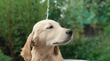 Kadın sahibi Golden Retriever köpeğini banyoda, yaz bahçesinde yıkıyor. Banyo yapan köpek, sevgili evcil hayvanla ilgilenen. Yüksek kalite 4k görüntü