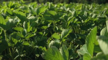 Çilek bahçesine yakın çekim. Organik böğürtlen tarlaları. Kır evi tarımı, yaz yemekleri. Yüksek kalite 4k görüntü