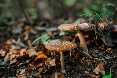 Mushrooms growing in forest autumn. Fungi close-up, toxic fly agaric, wild nature. High quality photo