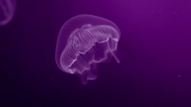 Parlak alt dokunaçları, medusa titreşimlerinin makro görüntüsü. Güzel denizanası azaltma işlemleri detayları, sualtı sahnesi. Güzel deniz altı yaşamını sakinleştiriyor. Yüksek kalite 4k görüntü