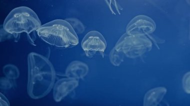 Biyolojik ışıldayan denizanaları, derin denizde yavaşça süzülüyorlar. Doğa için ideal, deniz yaşamı, rahatlama içeriği. Huzurlu bir Aurelia geçmişi var. Yüksek kalite 4k görüntü