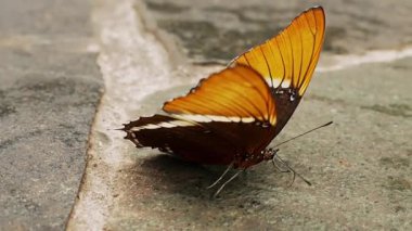 Tropikal Siproeta epaphus kelebek makro portakalı bahçe sergisi sırasında zarif bir şekilde kanat çırpar. Vahşi yaşam, doğa, rahatlama projeleri. Yüksek kalite 4k görüntü